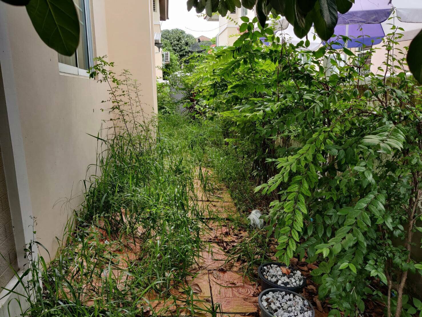 HNRSALE สิรีนเฮ้าส์บางนา 18